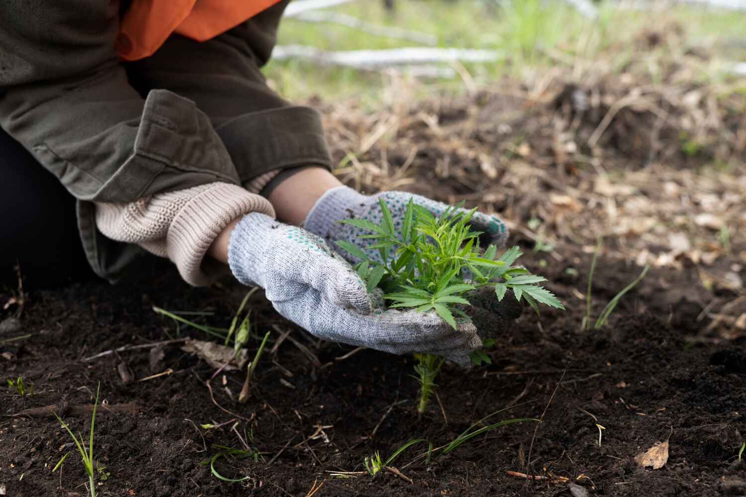 Professional Tree Service in Balcones Heights, TX